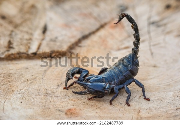 Giant forest scorpion\
ready to fight