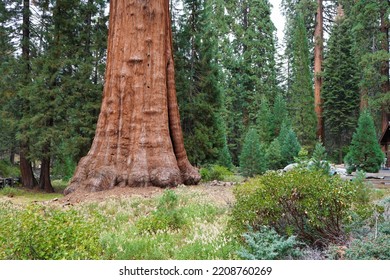 Giant Forest In The Sierra Nevada Mountains.