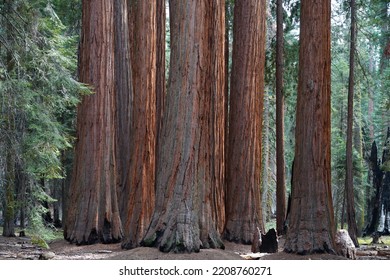 Giant Forest In The Sierra Nevada Mountains.