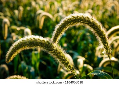 Giant Setaria Images Stock Photos Vectors Shutterstock