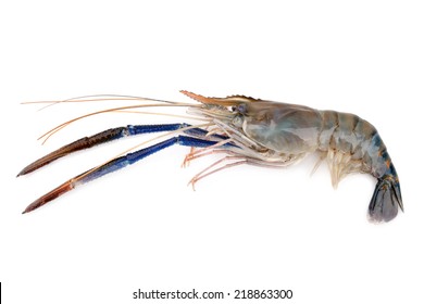 11,923 Freshwater shrimp Images, Stock Photos & Vectors | Shutterstock