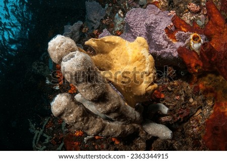Giant frogfish (Antennarius commersoni) at the Nudi Falls website, Lembeh Straits, North Sulawesi, Indonesia