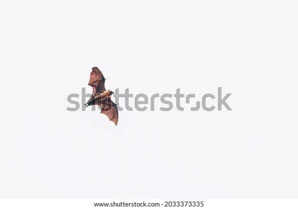 Giant fruit\
bat flying over a white sky,\
background