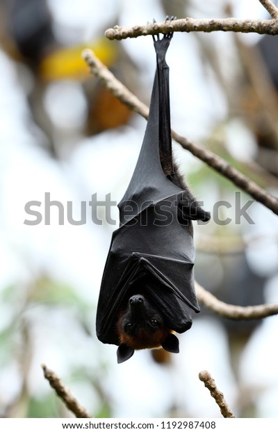 Giant\
fruit bat or Hanging Lyle\'s flying fox resting on tree branch with\
open big eyes, horror mammal in holloween\
night