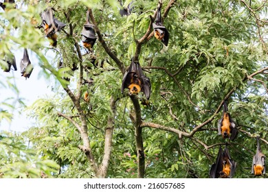 Giant Fruit Bat On Tree