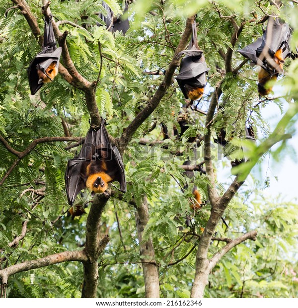 giant fruit bat on
tree