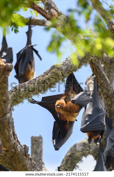 Giant fruit bats roosting in the\
daytime close-up shot. hanging upside down in a\
branch,