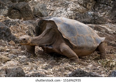 Giant Galapagos tortoise at the Islands