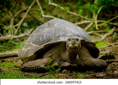 Giant Galapagos Turtle In Floreana Island Ecuador