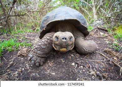 Giant Galapagos Turtle, Galapagos Islands, Ecuador