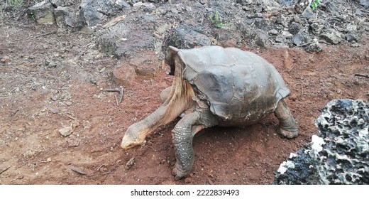 A Giant Galapagos Turtle, Galapagos Islands, Ecuador, South America