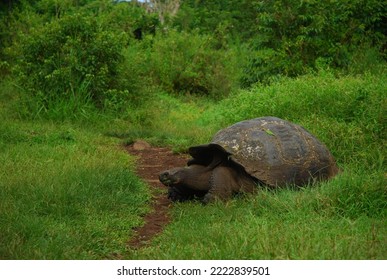 A Giant Galapagos Turtle, Galapagos Islands, Ecuador, South America