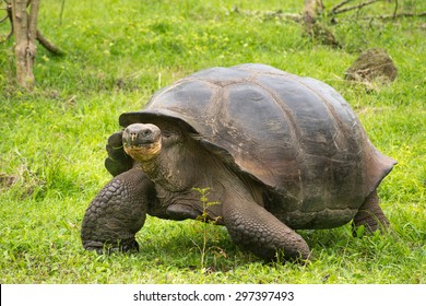 A Giant Galapagos Turtle, Galapagos Islands, Ecuador, South America