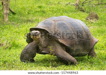 A giant Galapagos turtle, Galapagos islands, Ecuador, South America
