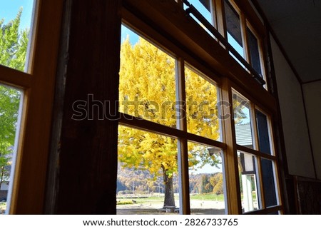 Giant Ginkgo Tree Viewed Through Kuimaru School Windows