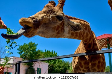 giant giraffe licks a green branch of dill from his hand - Shutterstock ID 1523307626