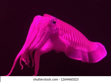 Giant Glowing Pink Squid In All Its Elegance.