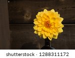 Giant Gold Dahlia Bloom with Orange Center in Brown Vase Against Rustic Wood Background. Golden Mustard Yellow Flower with Dark Space for Copy on Left