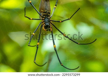 Giant Golden Orb Weaver (Nephila pilipes) spider, Whitsunday Islands, Queensland, Australia