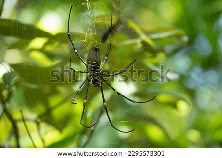 Giant Golden Orb Weaver (Nephila pilipes) spider, Whitsunday Islands, Queensland, Australia