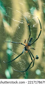 Giant Golden Orb Weaver Spider