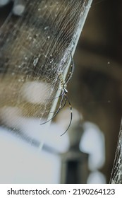 Giant Golden Orb Web Spider