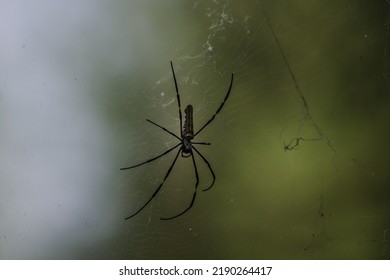 Giant Golden Orb Web Spider