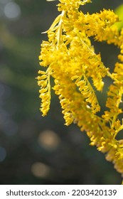 Giant Golden Rod, Macro Photo.