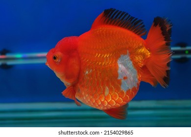 Giant Goldfish In Glass Tank On Blue Background 