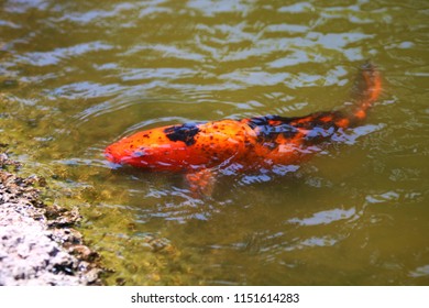 Giant Goldfish Near Shore