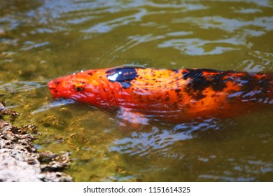 Giant Goldfish Near Shore