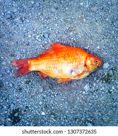 Giant Goldfish, Ontario, Canada