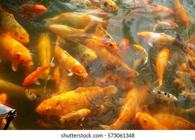 Giant Goldfish Shoal