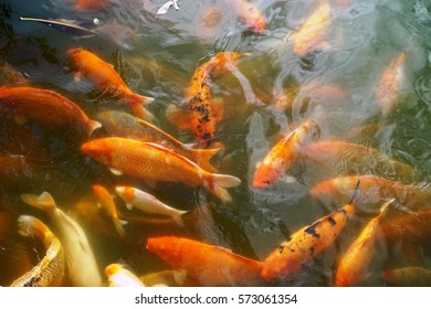 Giant Goldfish Shoal