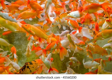 Giant Goldfish Swimming Around In A Pond.