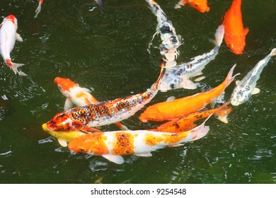 Giant Goldfish Swimming Around In A Pond.