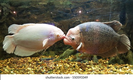 Giant Gourami