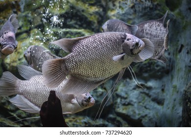 Giant Gourami