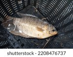 Giant gourami or elephant ear fish (Osphronemus goramy) is a large freshwater fish in basket plastic black.