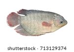 Giant gourami fish or elephant ear fish isolated on white background, Osphronemus goramy