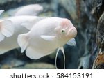 giant gourami fish, fresh water in Thailand