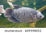 Giant gourami fish (Osphronemus goramy) swimming in a pond