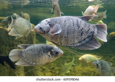 Giant Gourami Fish Osphronemus Goramy Swimming Stock Photo 609598046 ...