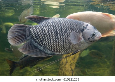 Giant Gourami Fish Osphronemus Goramy Swimming Stock Photo 610221233 ...