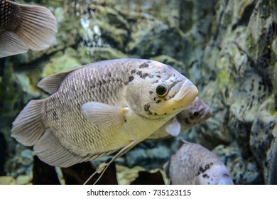 Giant Gourami Fish Fish Tank Stock Photo (Edit Now) 735123115