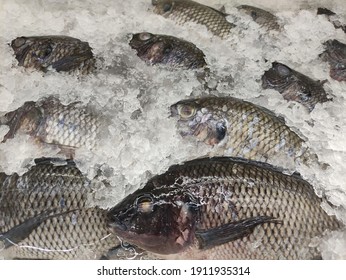 Giant Gourami In An Ice Box.