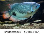 Giant gourami (Osphronemus goramy). Freshwater fish.
