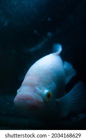 Giant Gourami - A White Beauty 