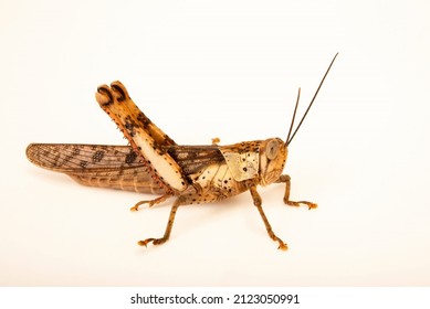 Giant grasshopper and black background 