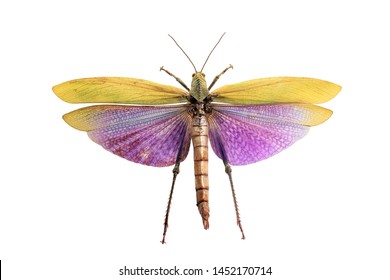 Giant Grasshopper With Wings Isolated On White Background. Titanacris Albipes Colorful Winged Beauty Insect, Top View